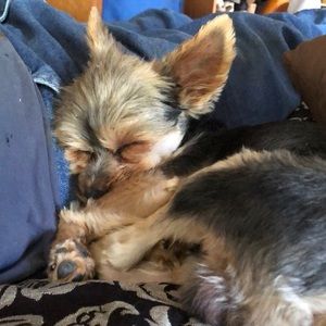 Meet your Posher, Sheila